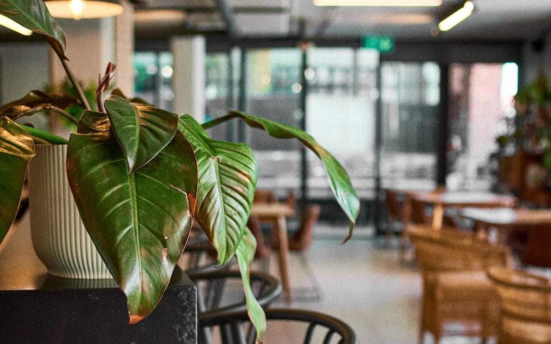 Remote Work at Home vs Café: A Guide for Cape Town’s Digital Nomads